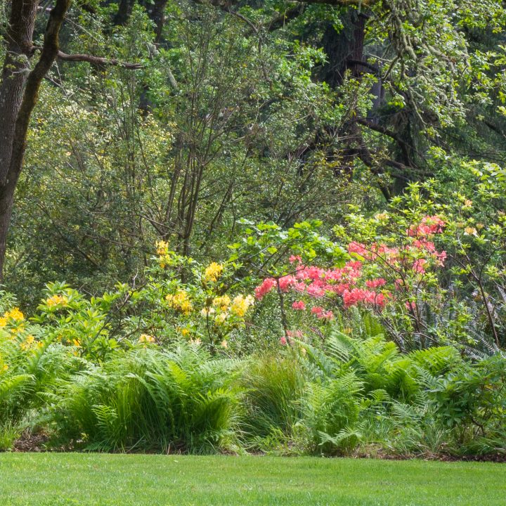 Shade garden bed with Rhododendrons and large ferns ©Jamie Hooper - stock.adobe.com