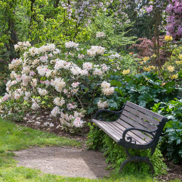 Bench in a garden surrounded by blooming Rhododendrons ©Jamie Hooper - stock.adobe.com