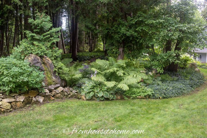 Backyard woodland garden with Hostas and ground cover