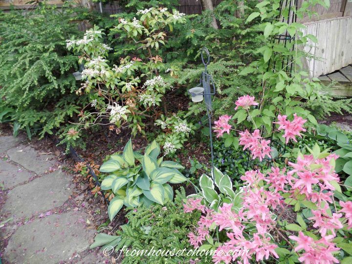 Small garden bed with Hostas, Azalea and evergreens