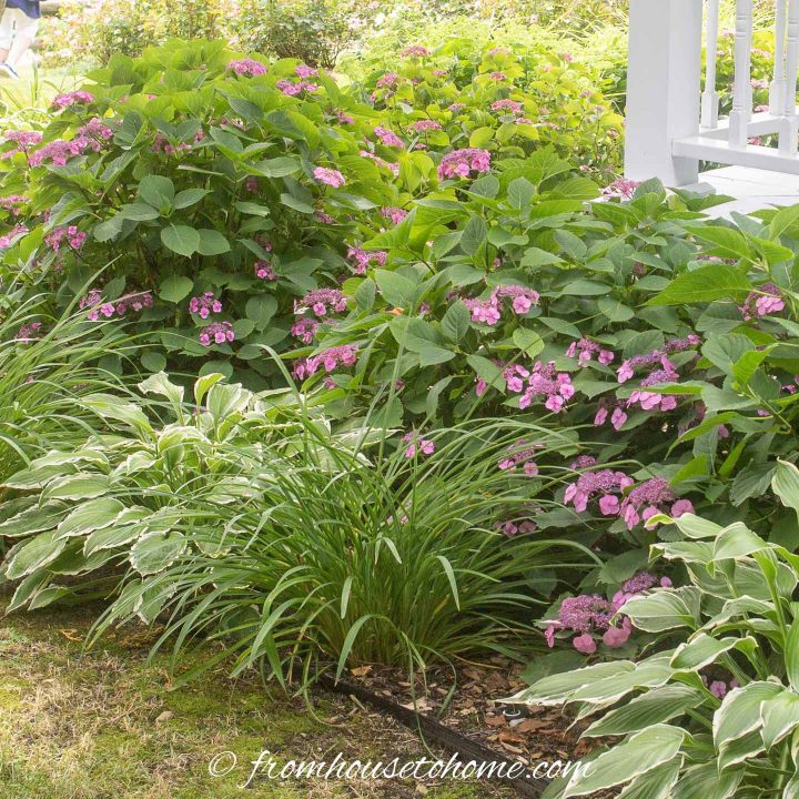 Hydrangeas, Hostas and Day Lilies growing in a shady garden bed at the front of a house