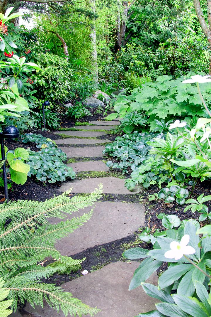 Backyard woodland garden path surrounded with ferns and ground cover perennials ©Barbara Helgason - stock.adobe.com