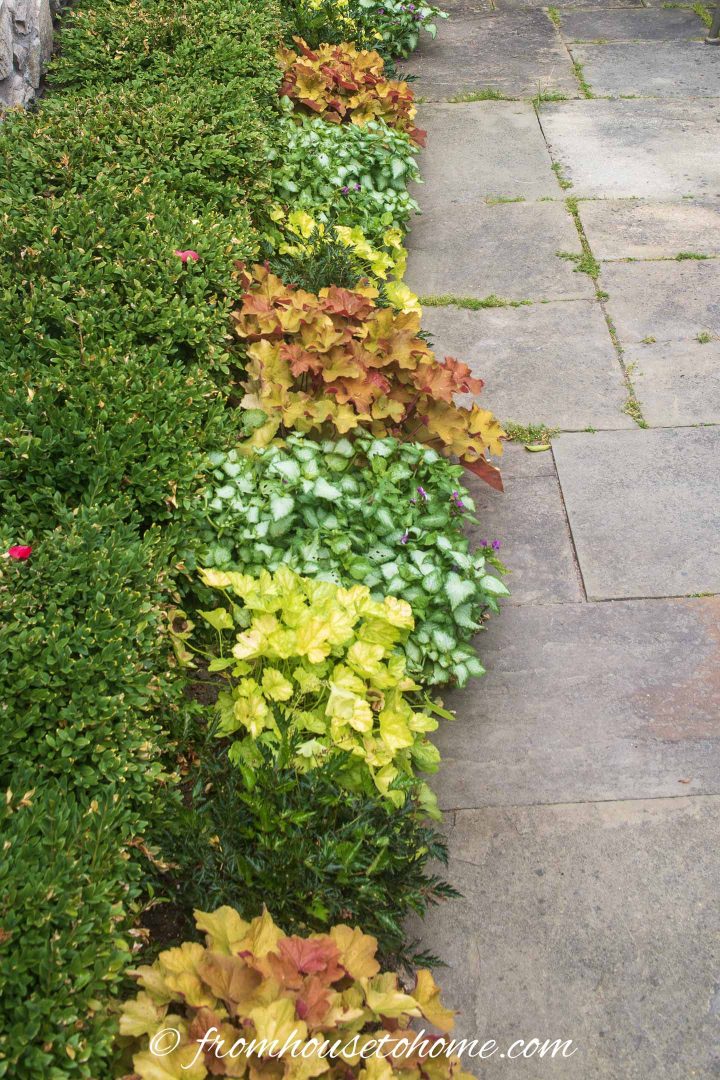 Alternating yellow and orange Coral Bells with Lamium in a front of the house shade garden design