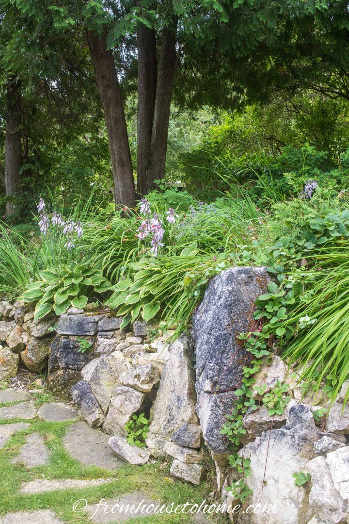 Hostas in a shade garden design with large rocks used as a retaining wall