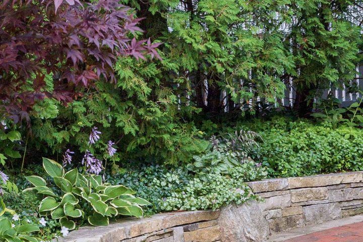 Shady garden border with Hostas, Periwinkle, Lamium, Ferns and Pachysandra