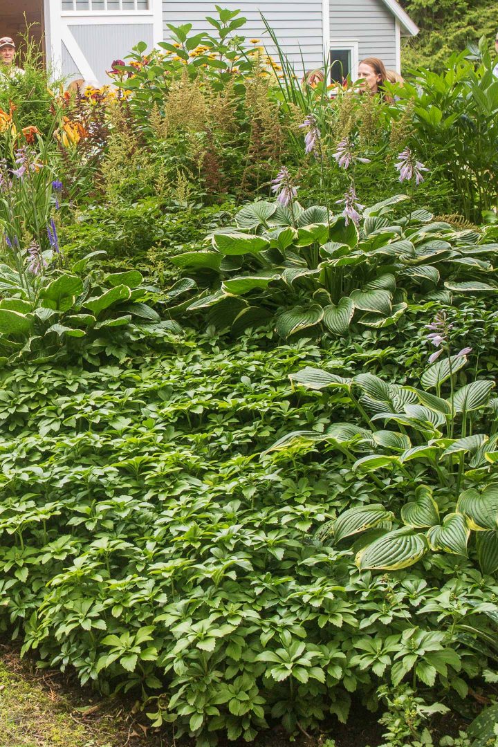 Pachysandra growing with hostas in the shade garden