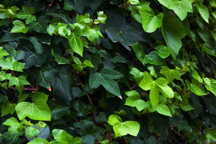 English ivy ©KDImages - stock.adobe.com