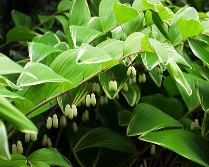 Tall shade perennial - Variegated Solaman's Seal with white flowers