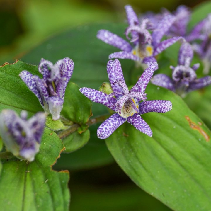 Purple and white Japanese Toad Lily ©tamu - stock.adobe.com