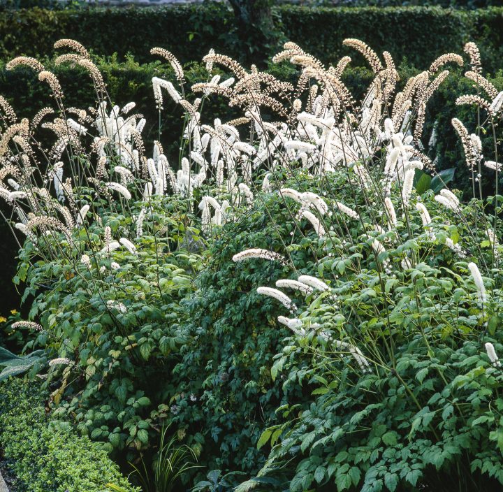 A clump of Actaea simplex growing in the shade ©PIXATERRA - stock.adobe.com