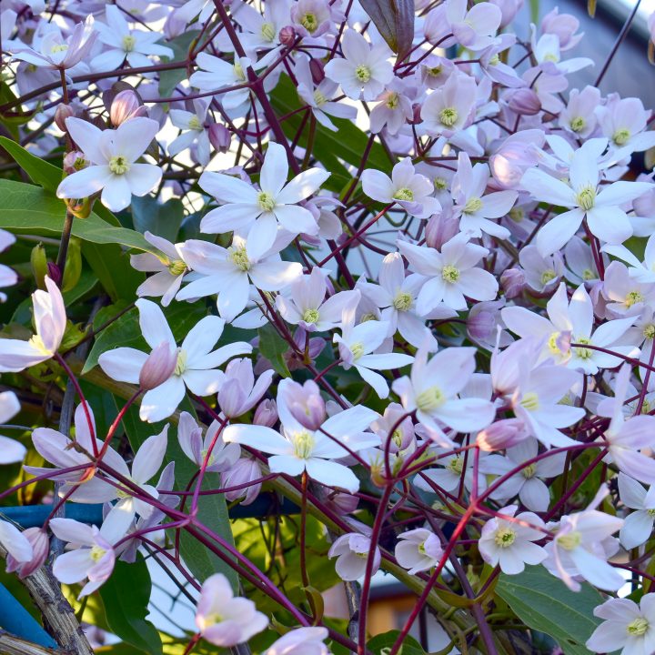 Pruning Group 1 - Clematis Armandii "Apple Blossom" ©mali - stock.adobe.com