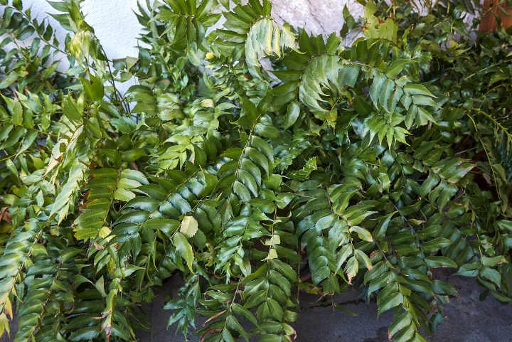 Holly fern (Cyrtomium falcatum) 
