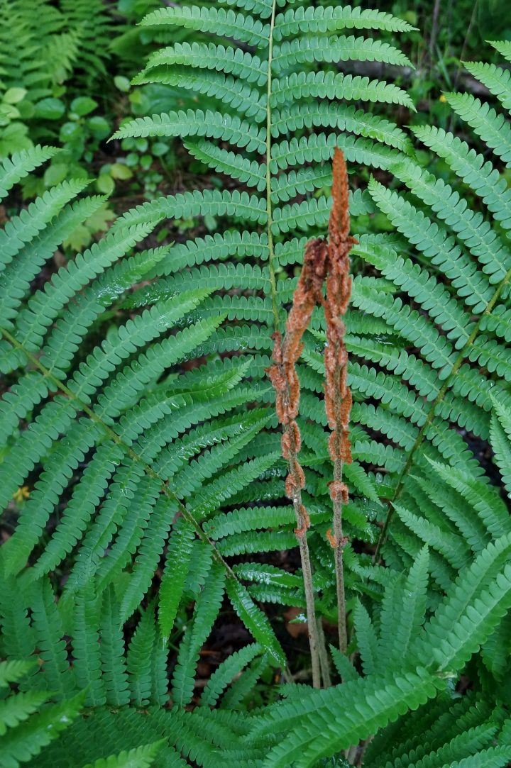 Cinnamon fern (Osmunda cinnamomea) with fertile and sterile fronds ©bob - stock.adobe.com