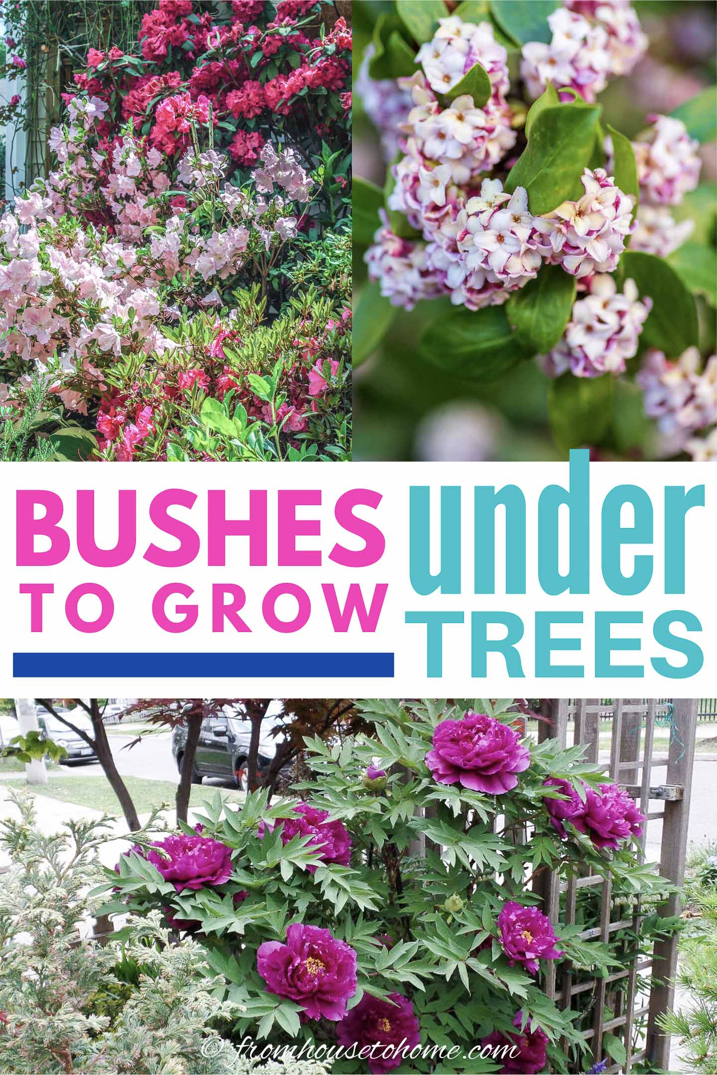 3 pictures of shade shrubs with the text "Bushes to grow under trees" across the middle