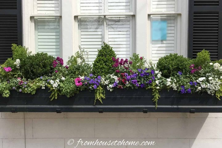 Boxwood, creeping jenny and other perennials in a window box in Charleston