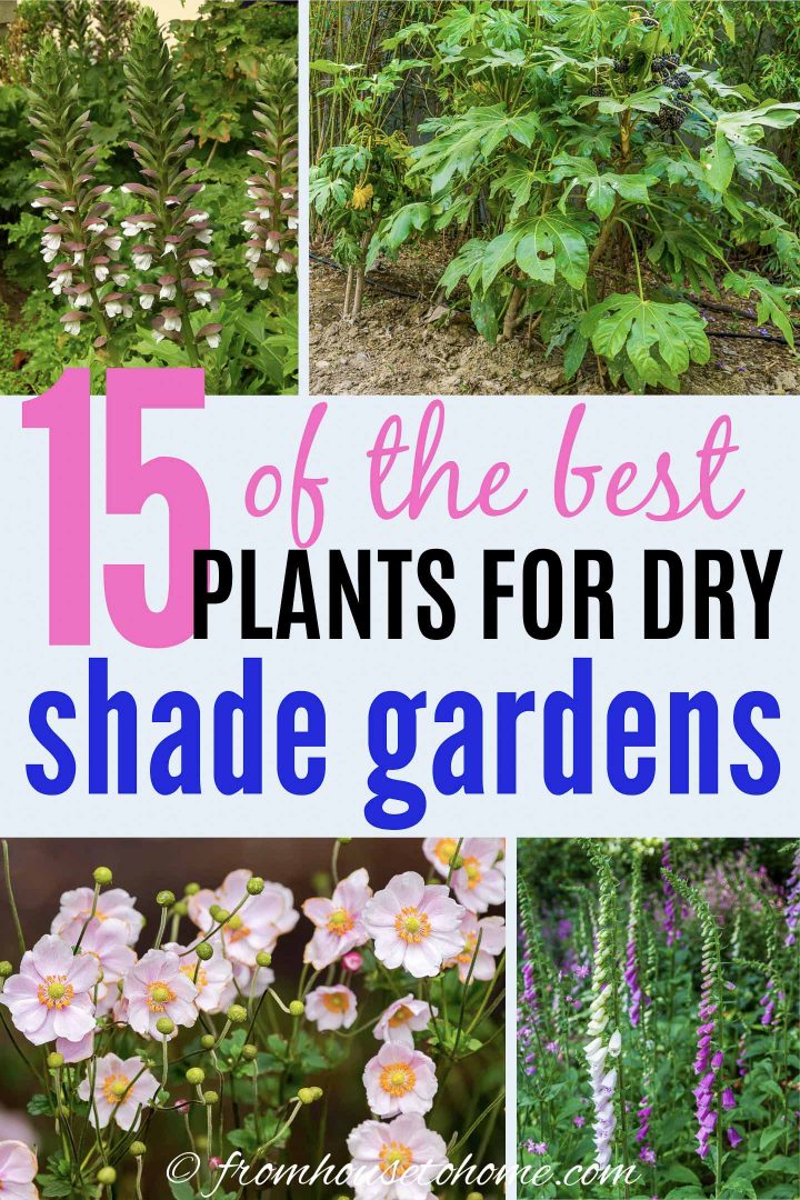 15 of the best plants for dry shade gardens