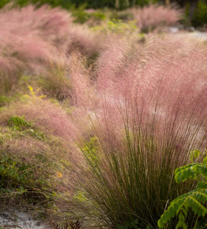Pink Muhly Grass ©Li - stock.adobe.com