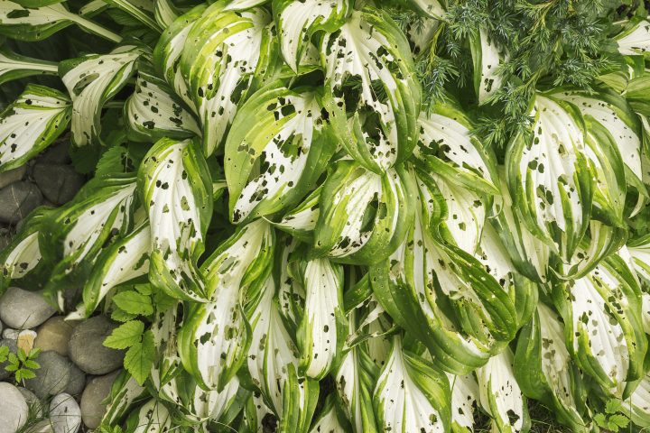 Hosta leaves eaten by slugs or snails ©cornejavo - stock.adobe.com
