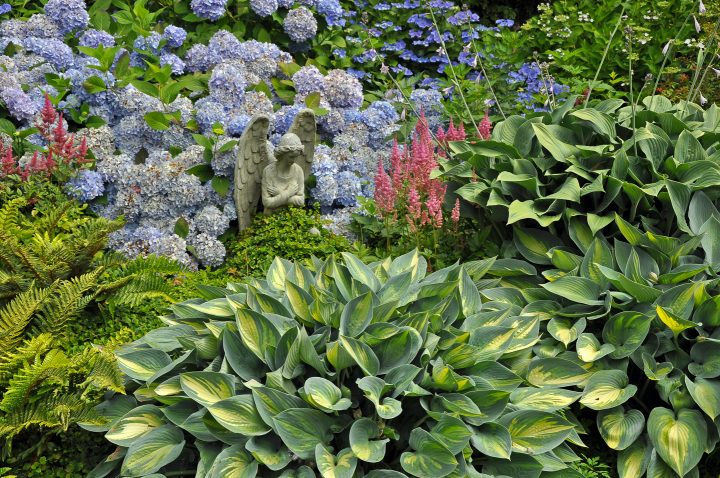 Hostas planted with ferns, astilbe and hydrangeas in the garden