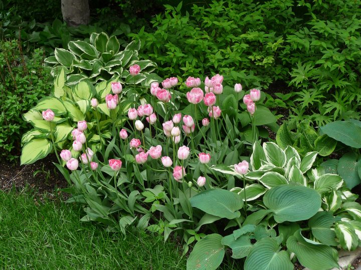 Hostas planted with pink tulips in the shade garden ©Asetta - stock.adobe.com