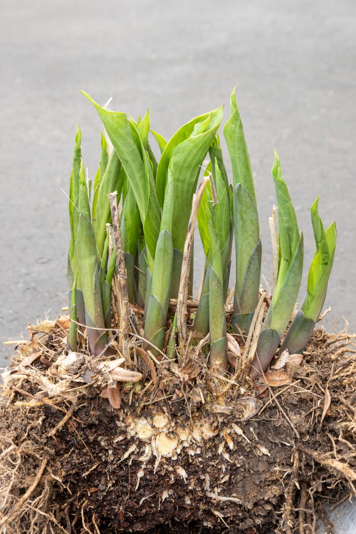 Divided hosta plant ©Jennifer - stock.adobe.com
