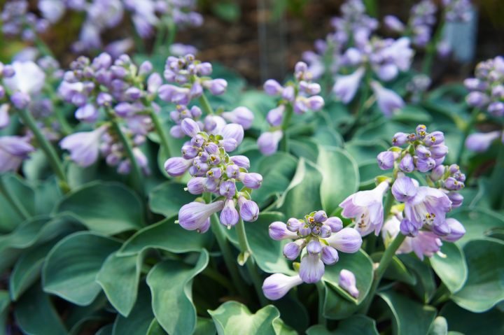 Blue Mouse Ears Hosta with purple flowers ©skymoon13 - stock.adobe.com