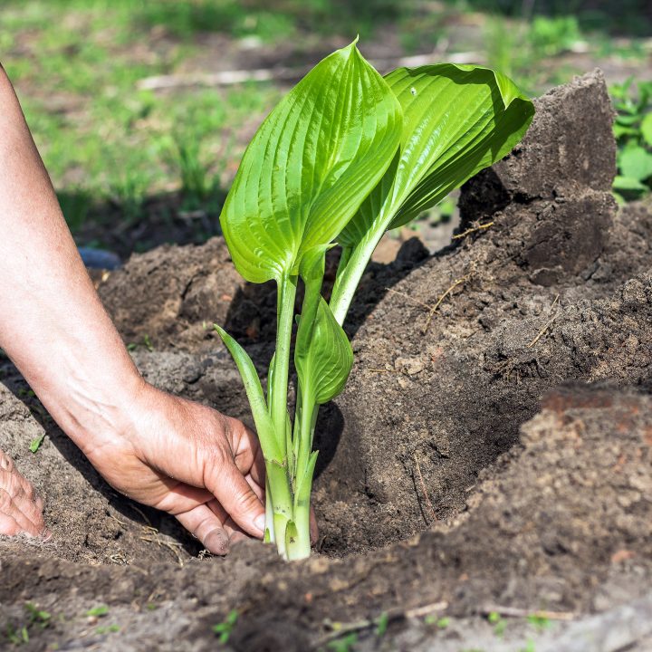 Hosta being planted in the garden ©Julia - stock.adobe.com