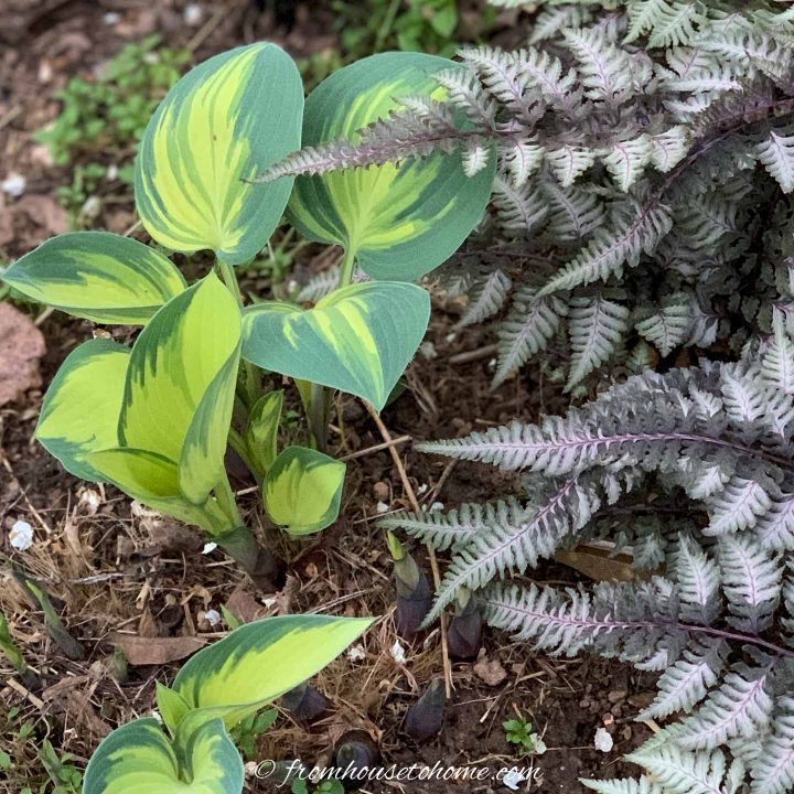 'June' Hosta planted with Japanese painted ferns