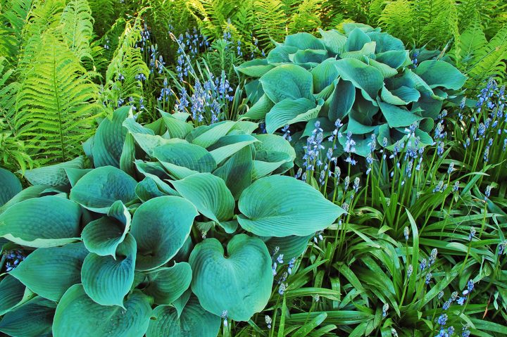 Hostas with companion plants ferns and Wood Hyacinths