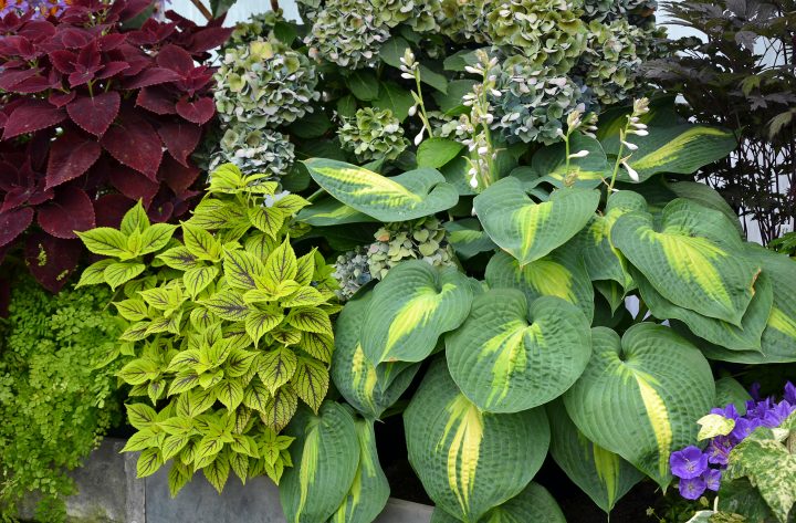 Hosta planted with Coleus and a Hydrangea
