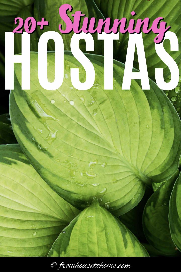 20+ stunning Hostas