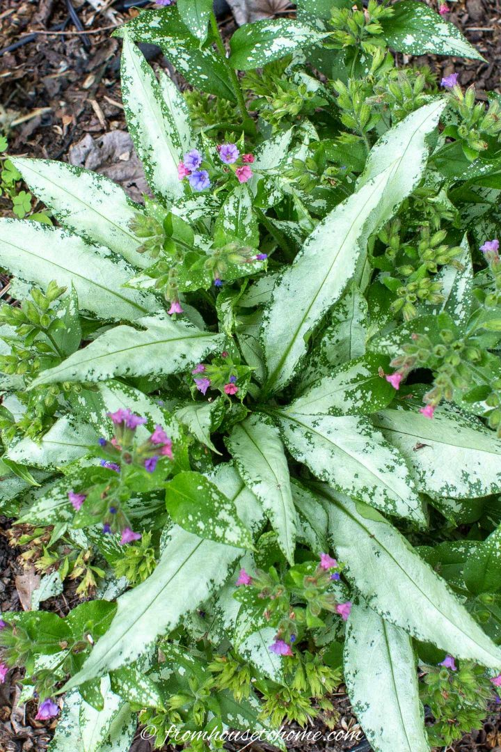 Pulmonaria Silver Bouquet with silver spotted leaves and pink and purple flowers