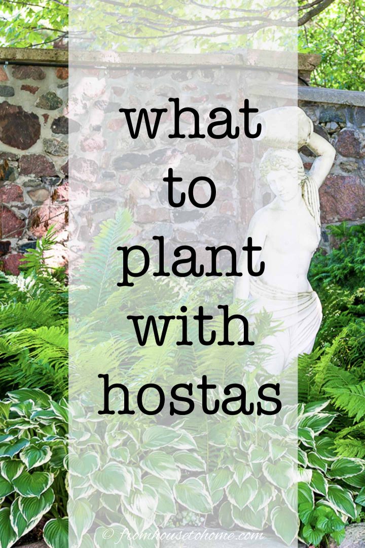 what to plant with hostas