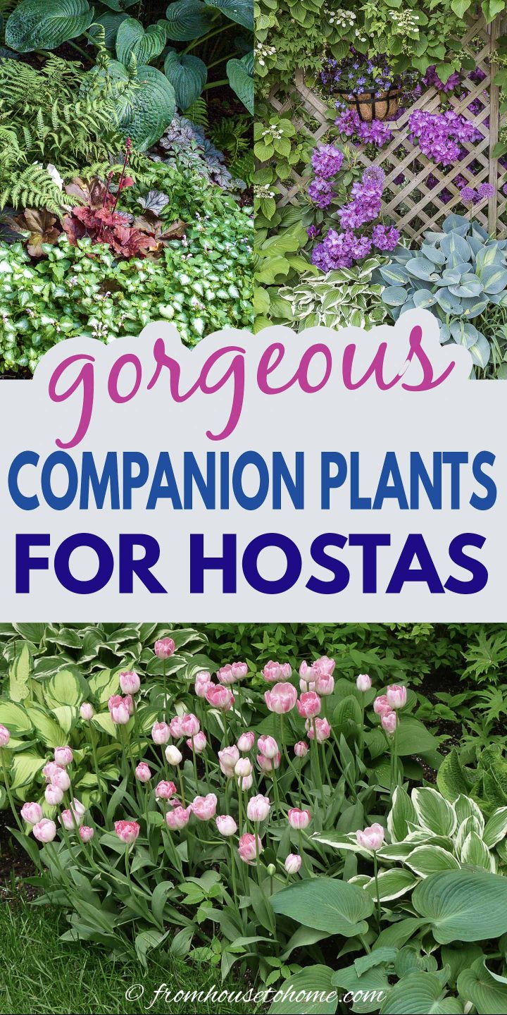 gorgeous companion plants for hostas