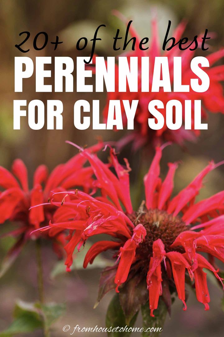 best plants for clay soil