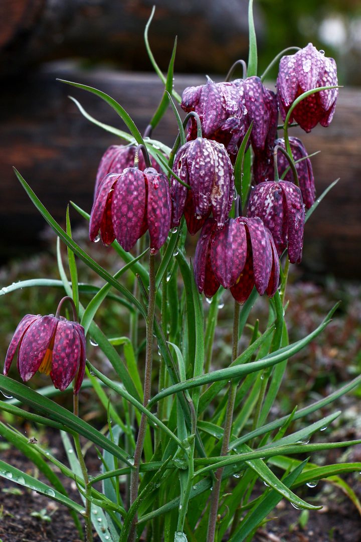 Chequered Lily (Fritillaria meleagris) ©imamchits - stock.adobe.com