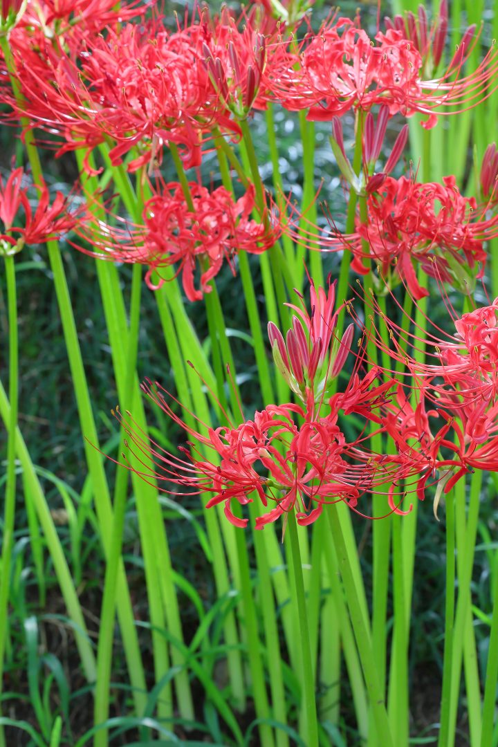 Red spider lilies ©HIROSHI H - stock.adobe.com