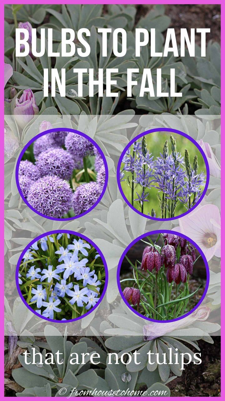 bulbs to plant in the fall that are not tulips