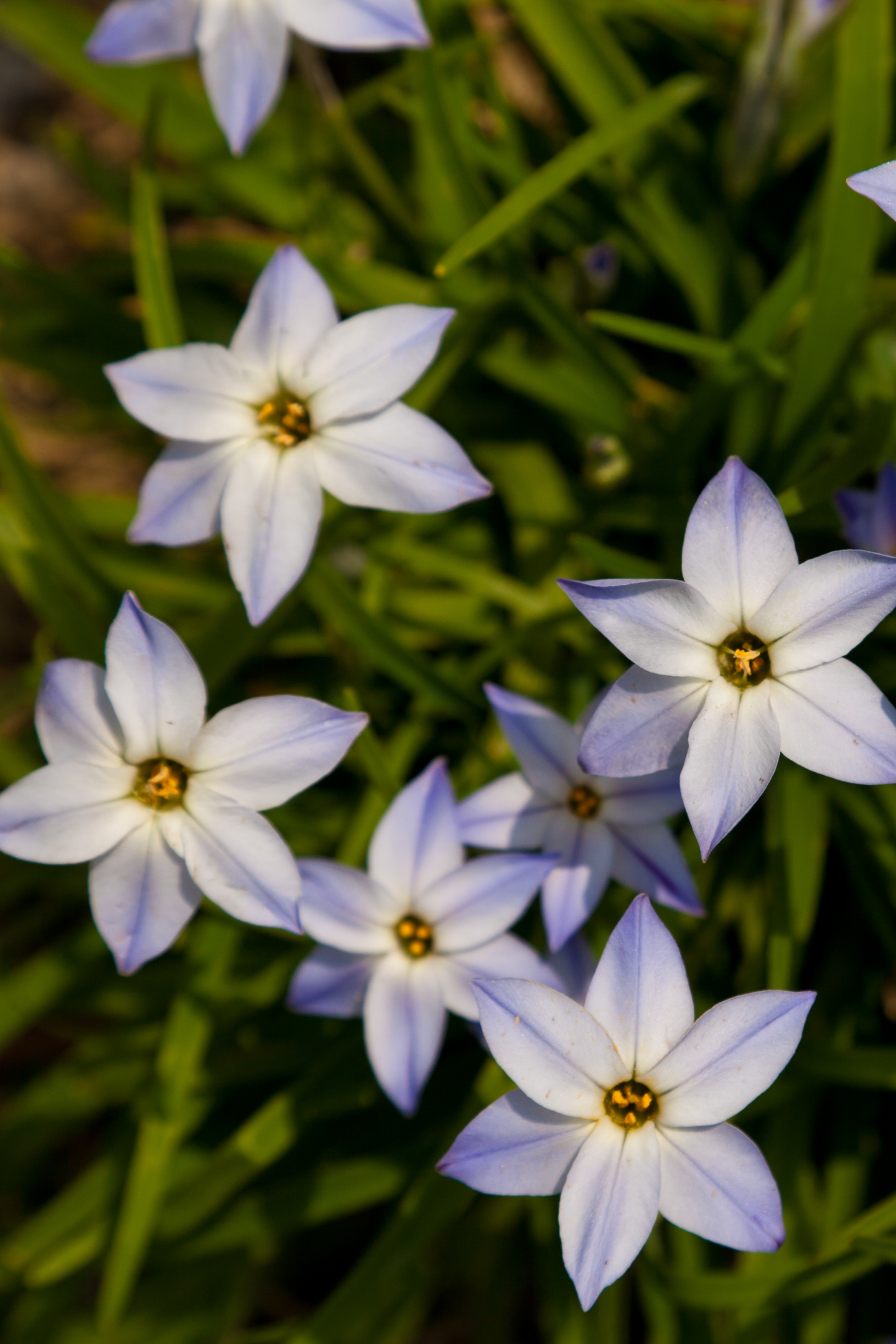 Starflower (Ipheion uniflorum)