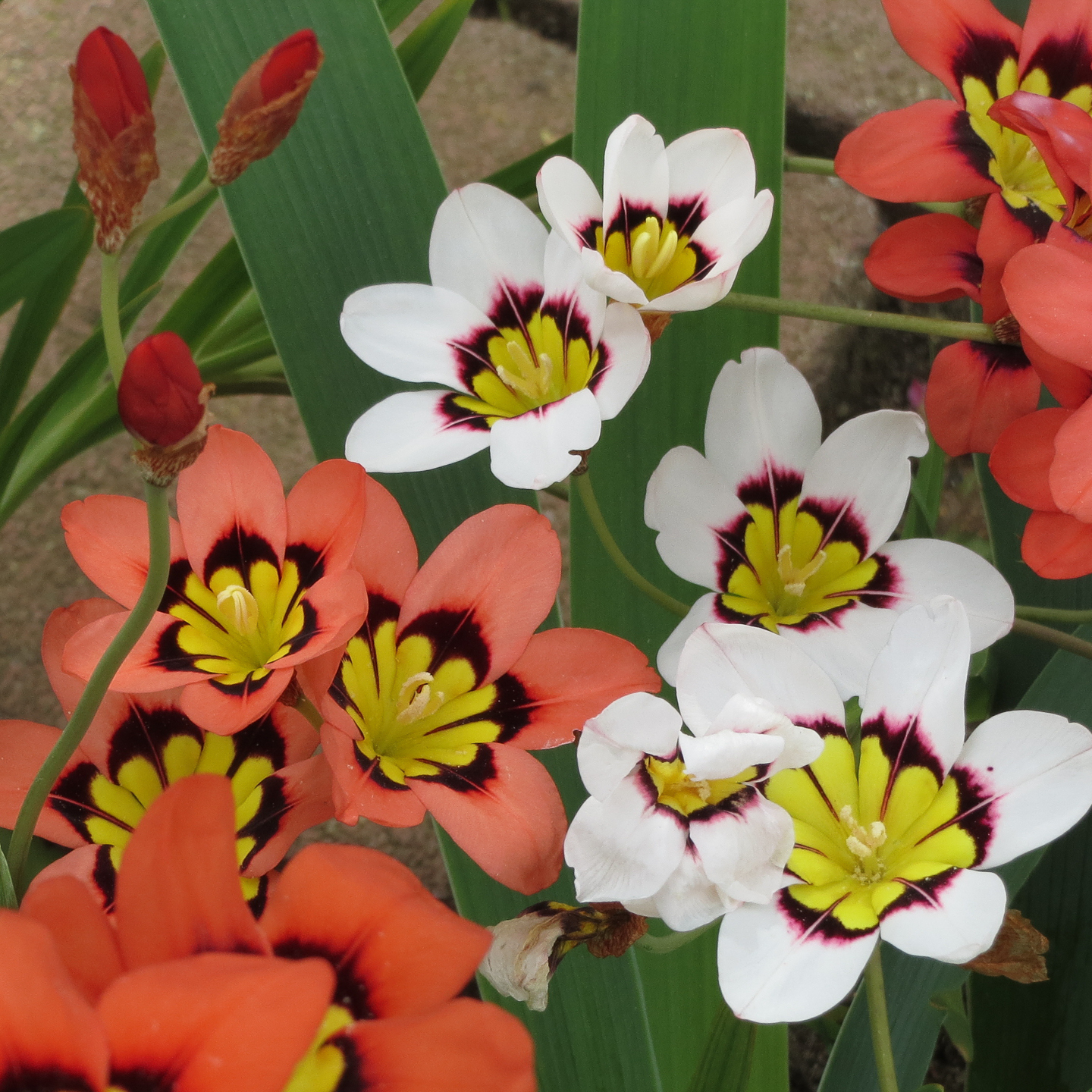 Peach and white Harlequin flower (Sparaxis) ©atgc_01 - stock.adobe.com