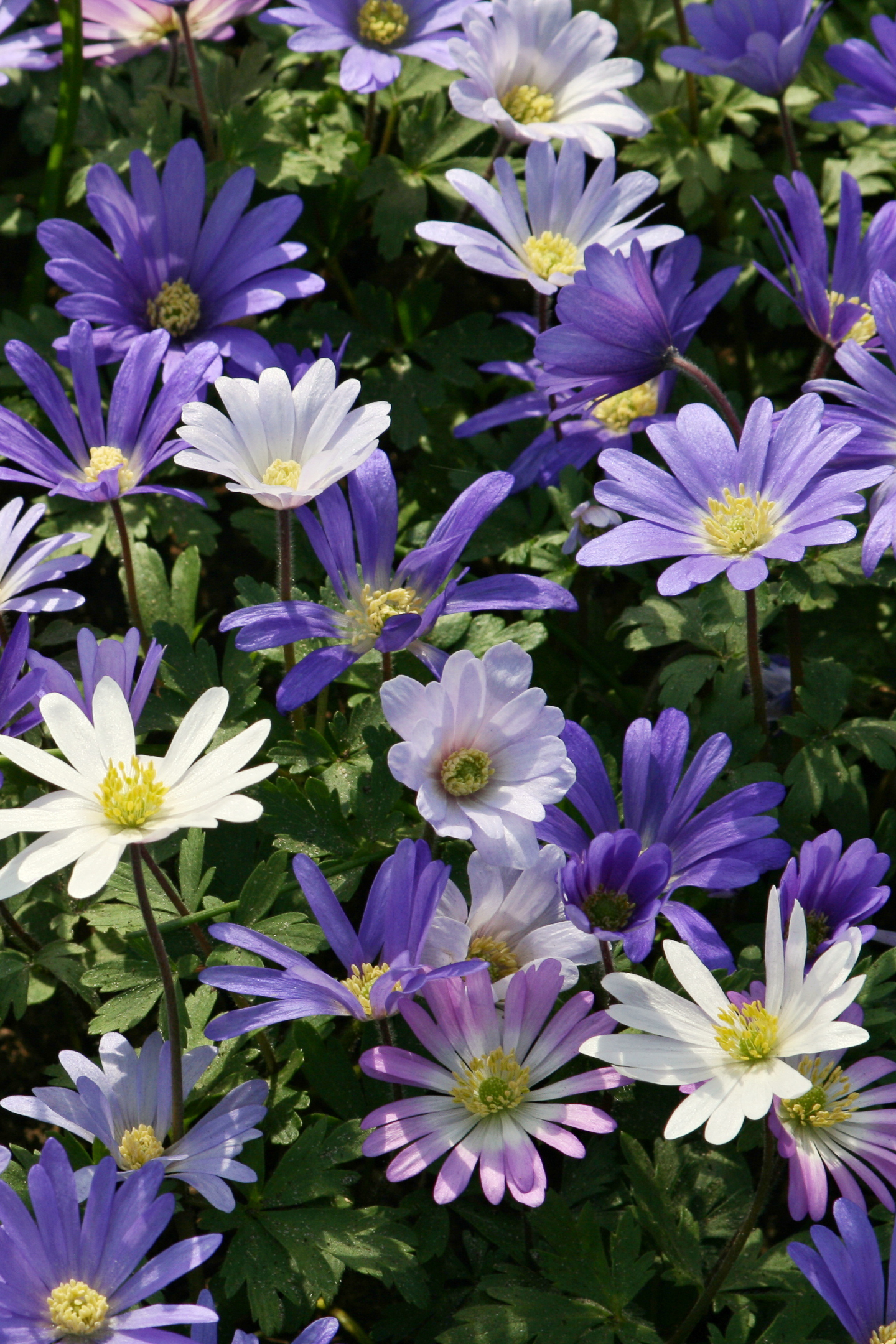 Purple, white and pink spring anemones (Anemone blanda) ©Jana - stock.adobe.com