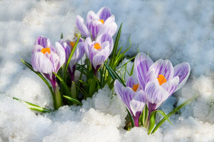 White and purple crocus flowers growing through the snow