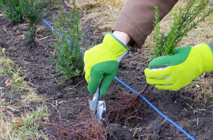 Hedge being planted in the fall ©LianeM - stock.adobe.com
