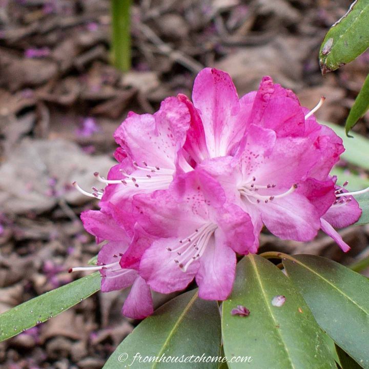 Rhododendron 'Yaku Prince'