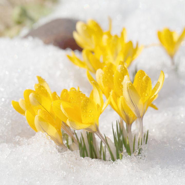 Winter Aconite blooming through the snow
