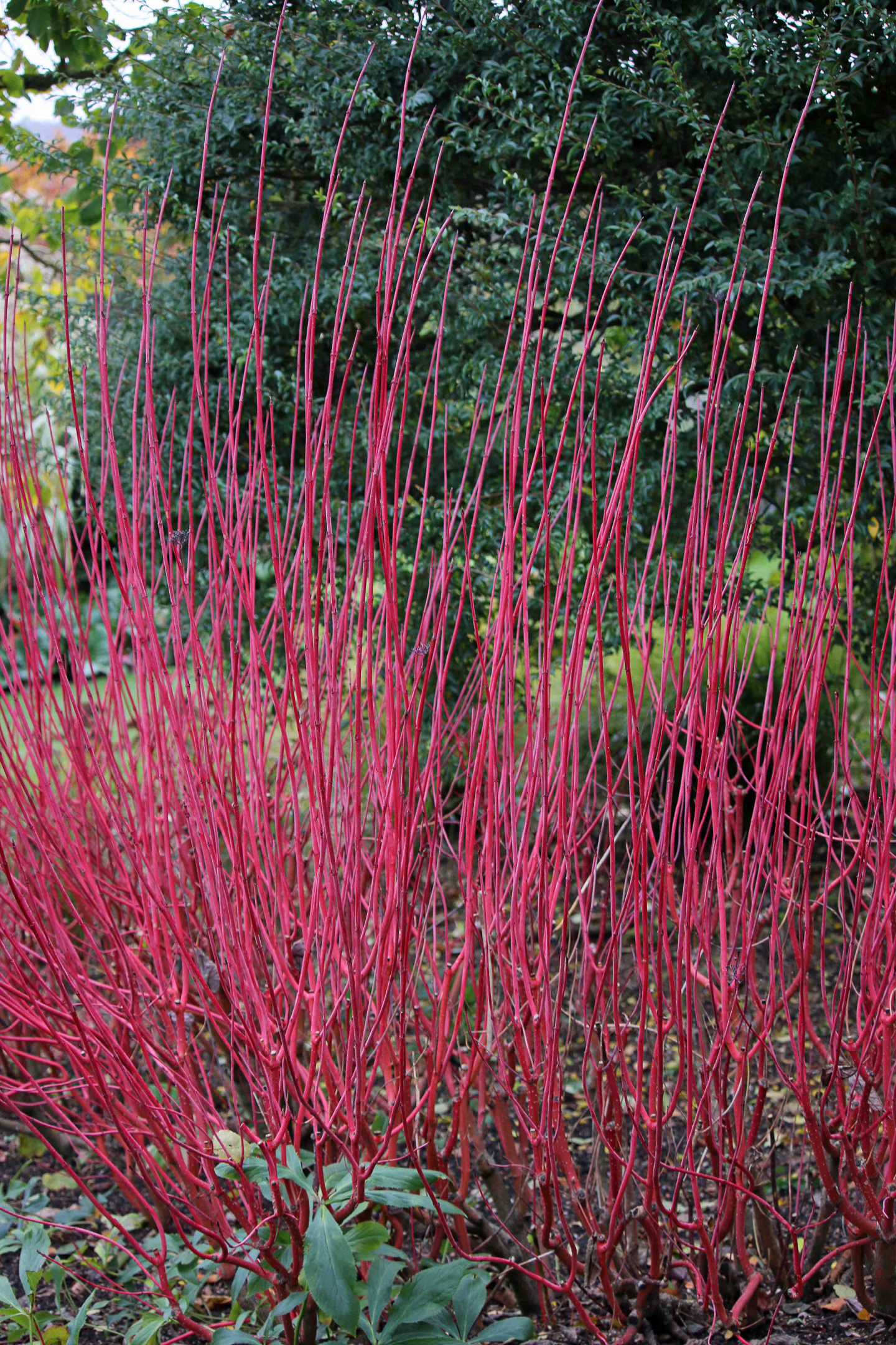The red stems of red twig dogwood in the winter