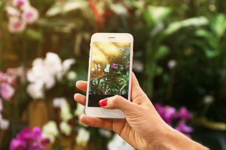 woman using a gardening app to plan her flower garden
