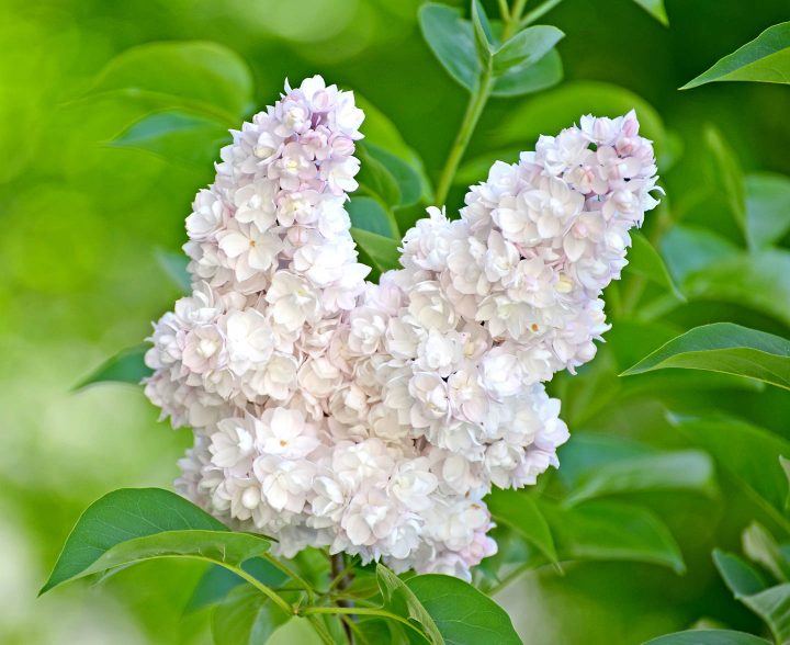'Beauty of Moscow lilac (Syringa vulgaris 'Krasavitsa Moskvy')
