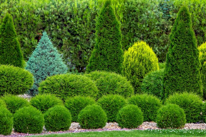 Different sizes and shapes of Arborvitae in a garden bed