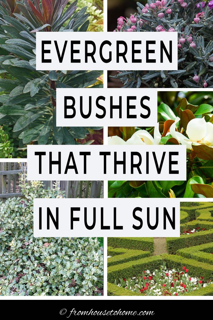 evergreen shrubs for full sun